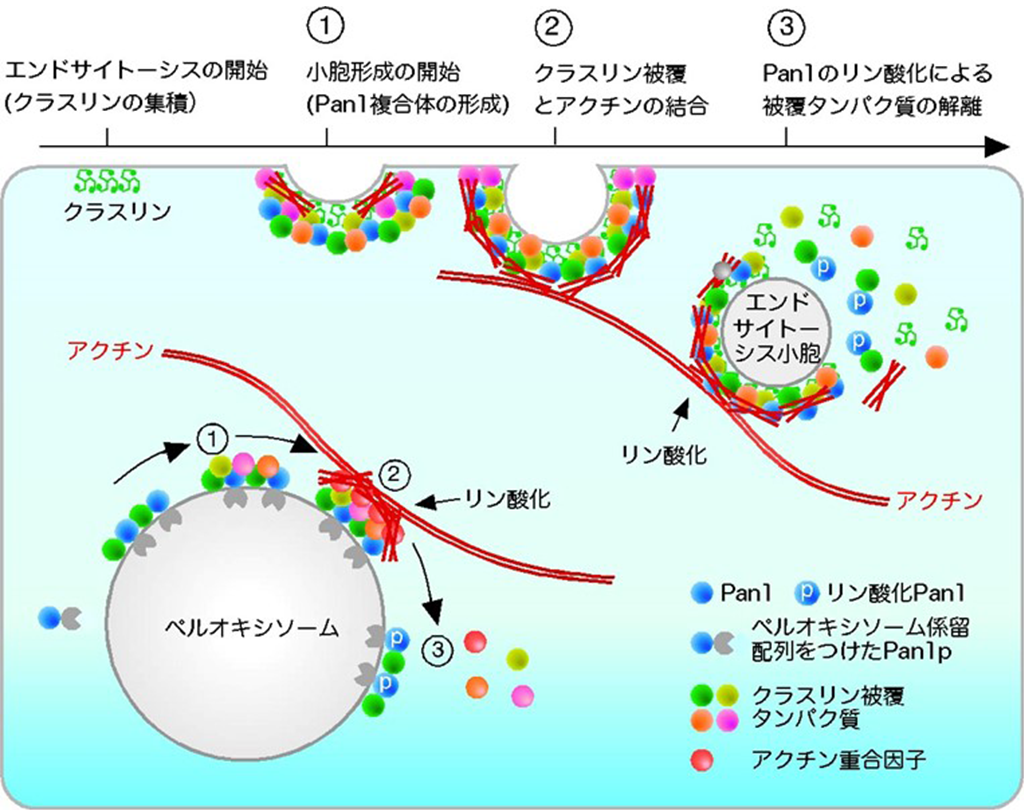 細胞が物質を取り込む現象(エンドサイトーシス)の新しい制御機構の発見~Eps15/Pan1によるエンドサイトーシスの制御機構を解明~