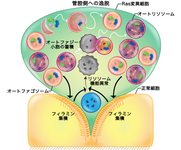 オートファジーががん細胞を排除することを発見、新たながん治療法開発に期待
~細胞競合によるがん細胞除去におけるオートファジーの役割を解明~