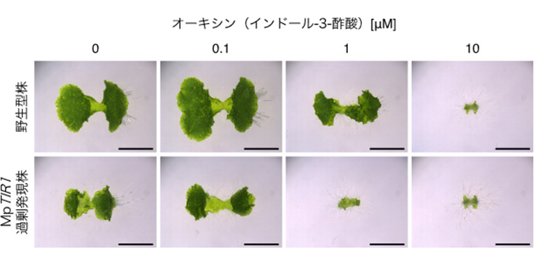 ゼニゴケを用いて植物ホルモンの役割を証明―オーキシン信号伝達なくして器官形成なし―