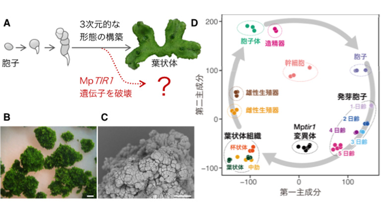ゼニゴケを用いて植物ホルモンの役割を証明―オーキシン信号伝達なくして器官形成なし―