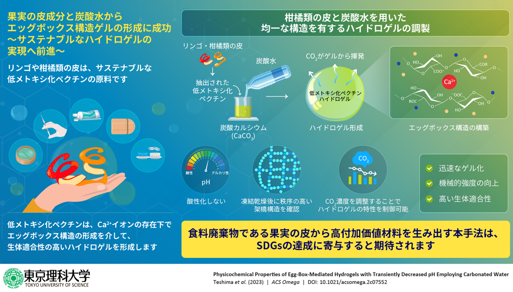 果実の皮成分と炭酸水で高機能なハイドロゲルを創製
~環境負荷を低減しつつ、医療分野に応用可能な材料~