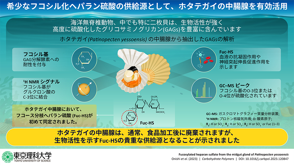 ホタテガイから抗凝固活性を有する希少なフコシル化ヘパラン硫酸の同定に成功~未利用資源であるホタテガイ中腸腺の有効活用へ~