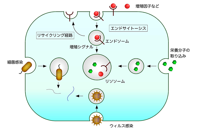 エンドサイトーシスの新しい細胞内輸送経路を発見~トランスゴルジ網の特定領域にエンドサイトーシスの選別区画が存在する~
