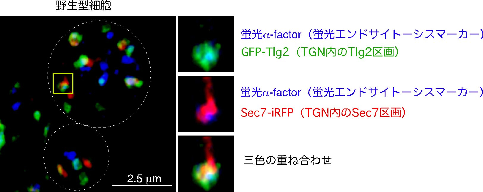 エンドサイトーシスの新しい細胞内輸送経路を発見~トランスゴルジ網の特定領域にエンドサイトーシスの選別区画が存在する~