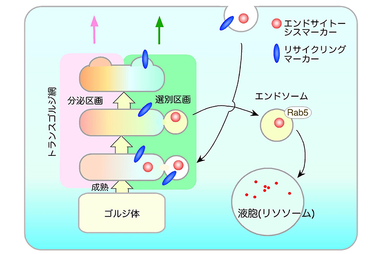 エンドサイトーシスの新しい細胞内輸送経路を発見~トランスゴルジ網の特定領域にエンドサイトーシスの選別区画が存在する~