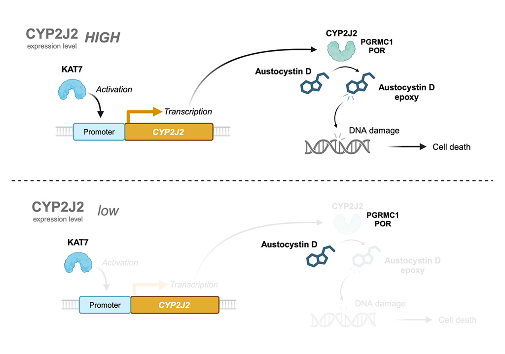 天然化合物 austocystin D ががん細胞に対して選択的に毒性を発揮するメカニズムを解明～新規抗がん薬の開発に向けて～