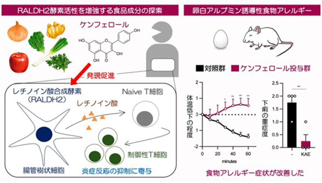 抗炎症免疫応答に寄与するRALDH2の発現を促す食品由来物質を同定～免疫疾患の新たな予防法開発につながる成果～
