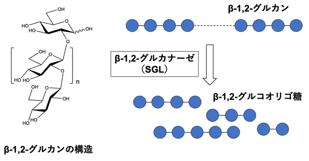 系統的に新規なβ-1,2-グルカナーゼ群の発見
~酵素の構造解析・機能解析から解明された分子進化の手がかり~