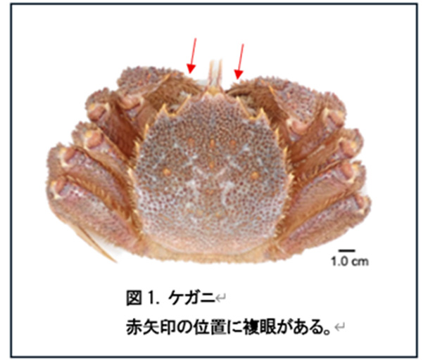 ケガニから血糖値の調節ホルモンを発見！
                ～ケガニの成長促進・繁殖効率化に向けた新技術の開発へ～