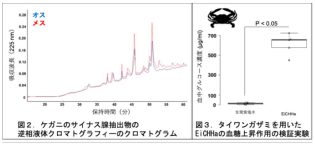ケガニから血糖値の調節ホルモンを発見！
                ～ケガニの成長促進・繁殖効率化に向けた新技術の開発へ～