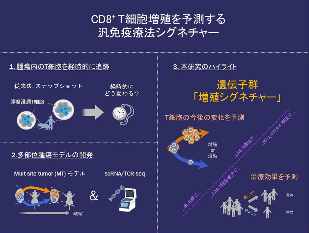 がん免疫療法の治療効果の鍵を握るT細胞増殖を予測する遺伝子群を発見～腫瘍内でのT細胞応答の理解と新たな治療法開発へ重要な知見～