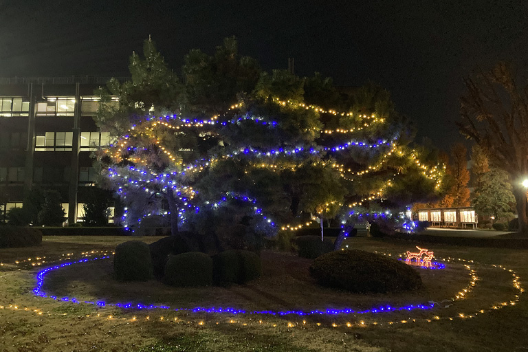 利根運河沿いにイルミネーションが点灯