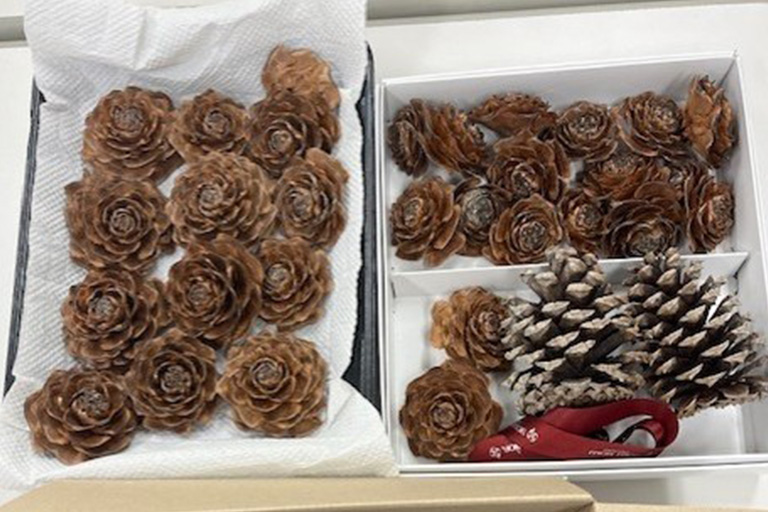 【開催報告】2025年 第6回 野田きゃんカフェ「“稲わらで手作り” ～新年を彩る正月飾り体験～」を開催しました（12/13）