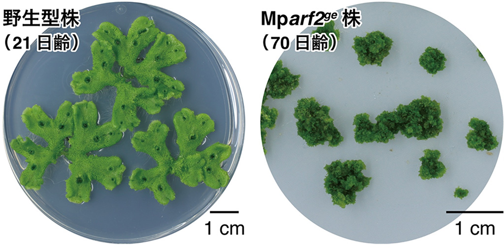 植物の永続的な成長を支える分子機構を解明～成長点の司令塔を担う転写因子が鍵～
