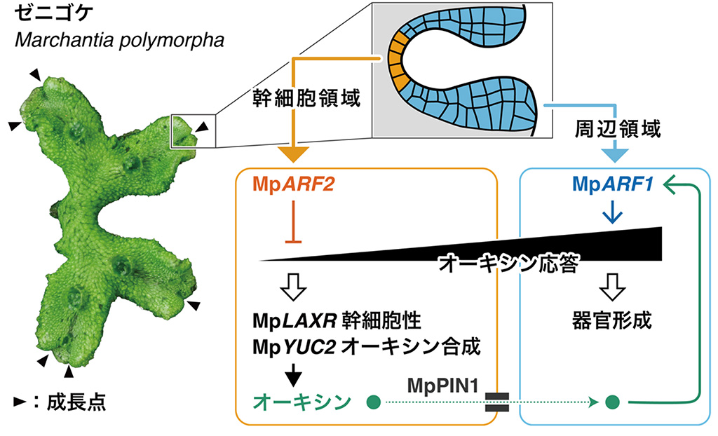 植物の永続的な成長を支える分子機構を解明～成長点の司令塔を担う転写因子が鍵～