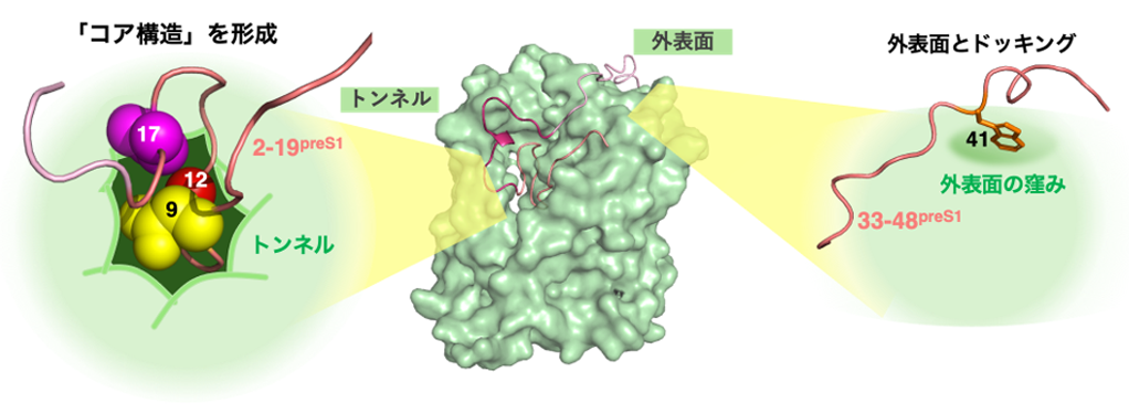 図２ HBV preS1がNTCPのかたちに従って折りたたまれ、強く結合する仕組み