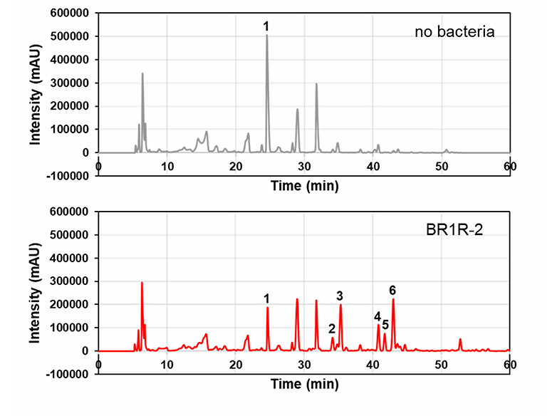 共生菌が植物培養細胞の“眠れる代謝能力”を呼び起こす～共培養による有用化合物の効率的生産技術の開発～