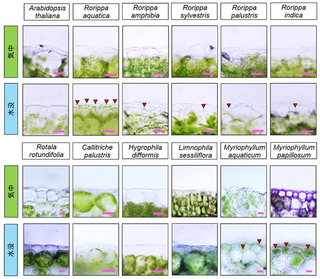 図4 R. aquaticaの異質4倍体の成立