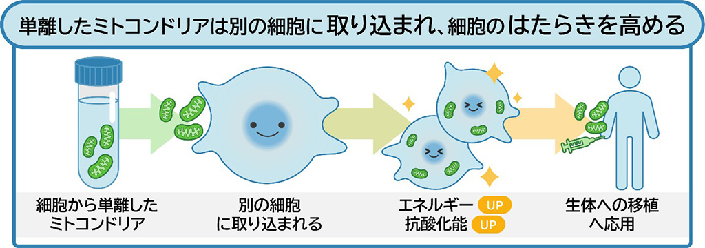 単離したミトコンドリアは別の細胞に取り込まれ、細胞のはたらきを高める