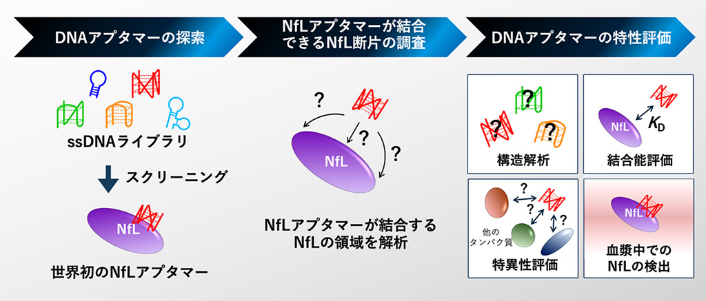 図1. 本研究の概要。