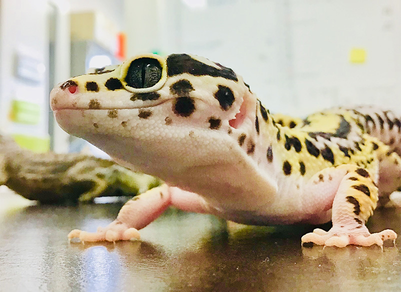 写真：今回の研究対象であるヒョウモントカゲモドキ