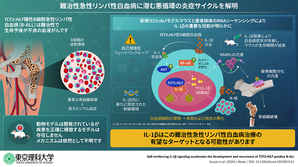 難治性急性リンパ性白血病に潜む悪循環の炎症サイクルを解明