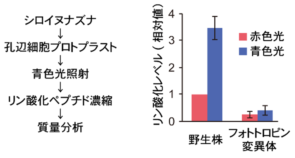 図1:リン酸化プロテオーム解析における青色光に応答したWDR48のリン酸化