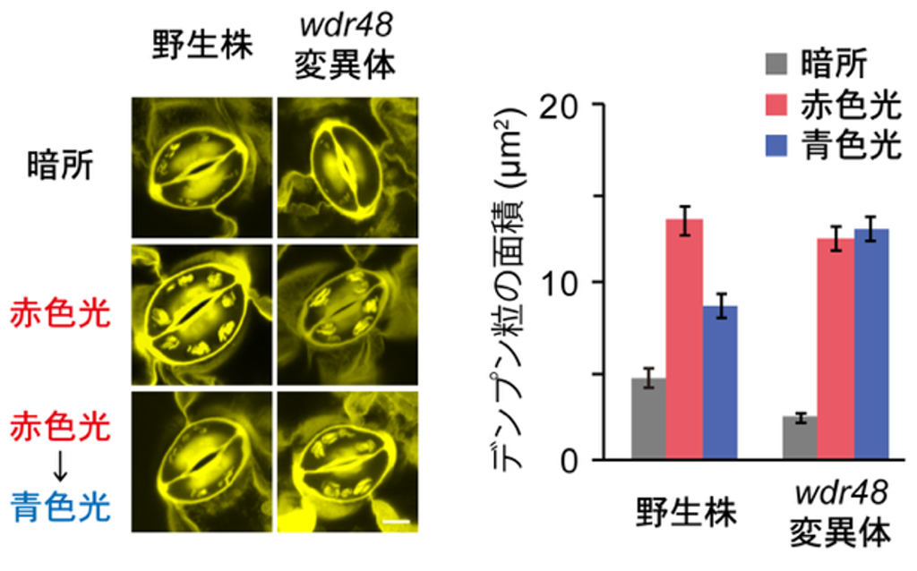図2:孔辺細胞の葉緑体における赤色光によるデンプン蓄積と青色光によるデンプン分解