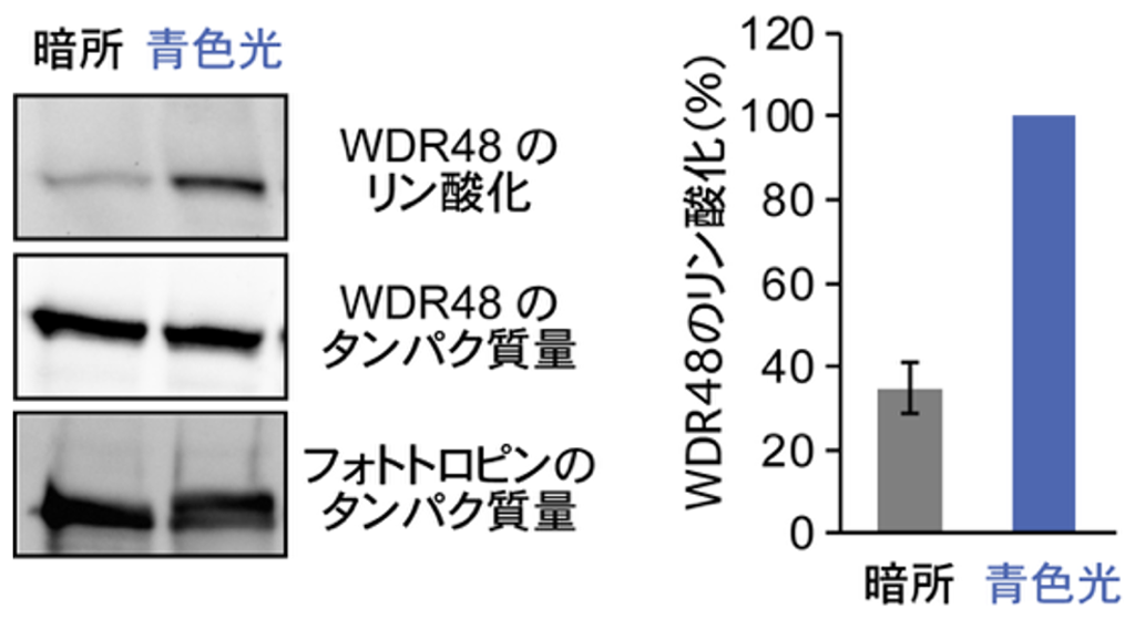 図3:青色光に応答したフォトトロピンによるWDR48のリン酸化