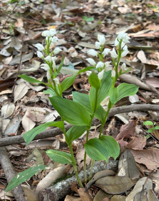 理窓公園での鑑賞の様子（ぎんらんの開花）