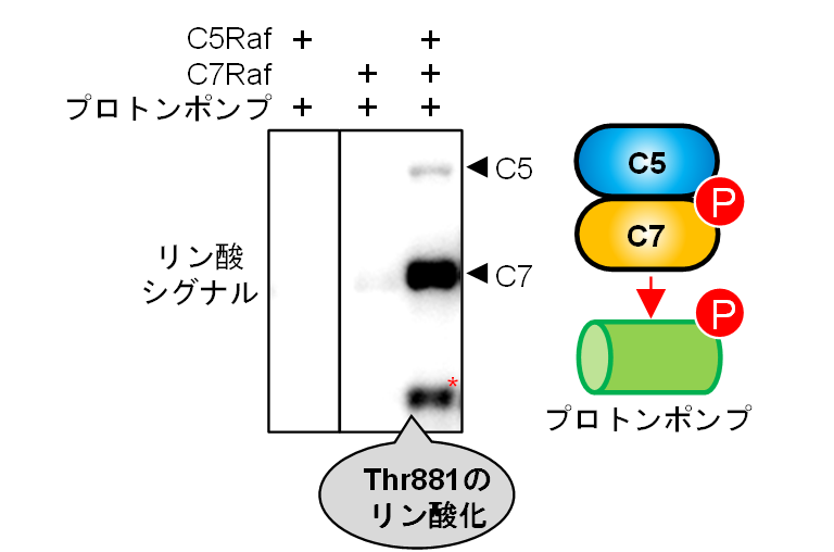 図3：C5-RafとC7-Rafのヘテロ複合体がThr881を直接リン酸化する