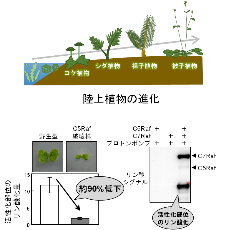 図5：同じ仕組みがゼニゴケでも保存されている