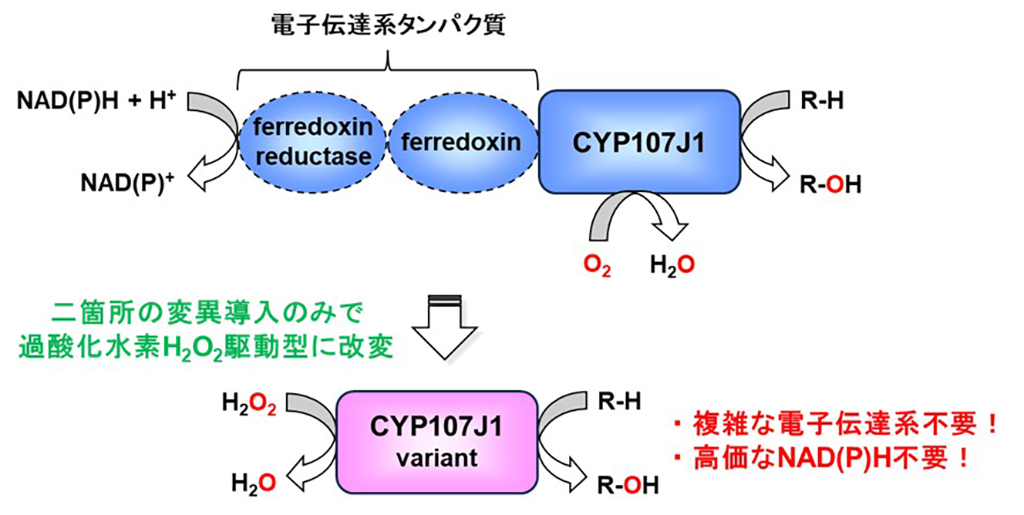 図1. P450酸化酵素CYP107J1の過酸化水素駆動型への改変。