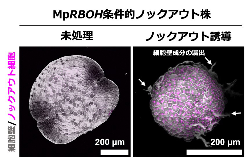 図3. 発生初期段階における条件的ノックアウトによる活性酸素生成酵素MpRBOH遺伝子欠損の影響。