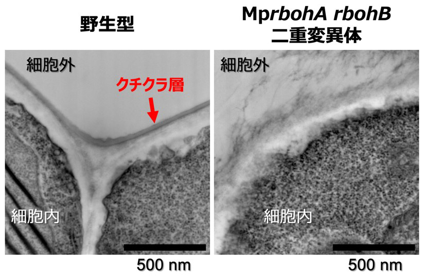 図4. 透過電子顕微鏡によるクチクラ（キューティクル）層構造の比較解析。