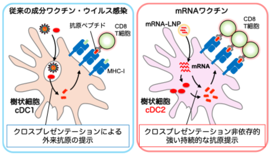 図1：mRNA-LNPワクチンによる独自の抗原提示経路