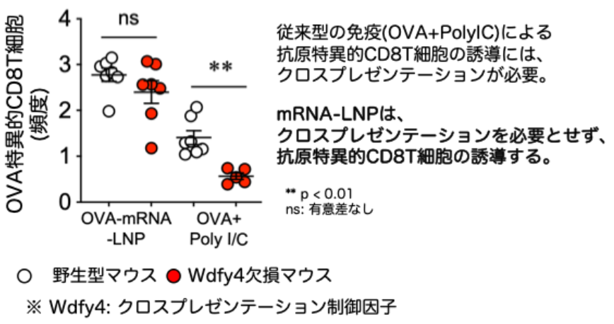 図4：mRNA-LNPによる抗原提示はクロスプレゼンテーションを必要としない