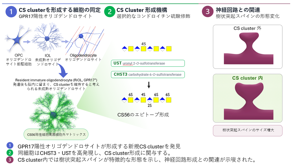 図1　GPR17陽性オリゴデンドロサイトによるCS cluster形成の概要