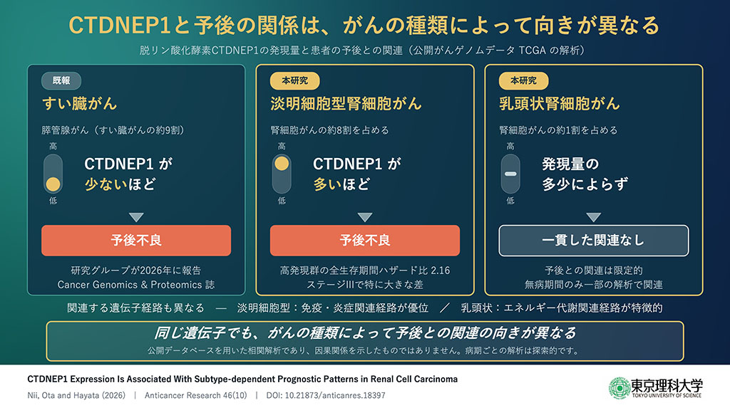 CTDNEP1と予後の関係は、がんの種類によって向きが異なる